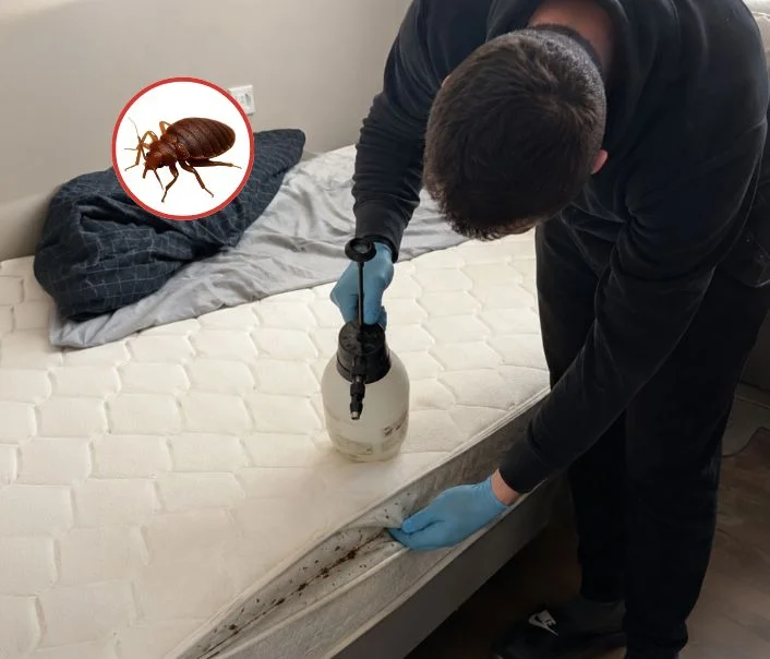 Technicien traitant un matelas contre les punaises de lit à Le Blanc-Mesnil